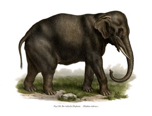 Indian Elephant by German School